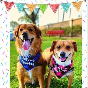 Meet your Posher, Janice